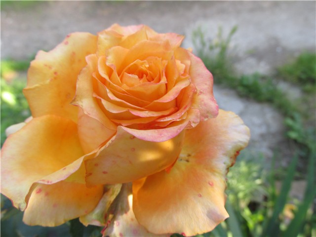 ruža naranž
